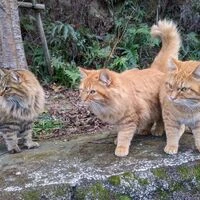 画像569